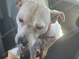 Sadie staffy mix 3 years old. Needs lots of attention!