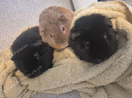 3x female teddy guinea pigs (sisters)