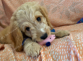 1 Adorable F1 Cockapoo&rsquo;s Left