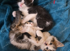6 kittens for sale