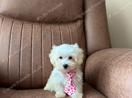 Maltipoo puppy white honey small toy puppies small dog