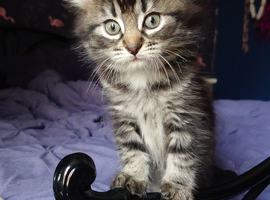 Beautiful kittens