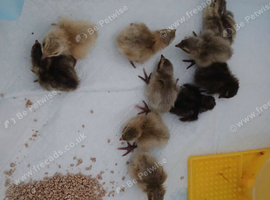 Freshly hatched quail available