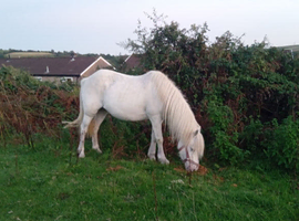 Few spot mare in foal