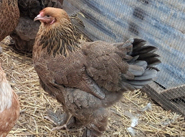 Brahma pullets 16to18 weeks old