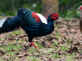 Swinhoe's pheasant for sale