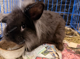 1 year old black male rabbit