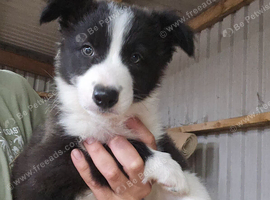 READY NOW! Working Border Collie Pups