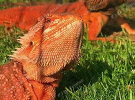 Red bearded dragons