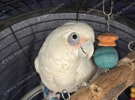 Bare-eyed cockatoo