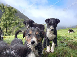 Collie pups 8 weeks old