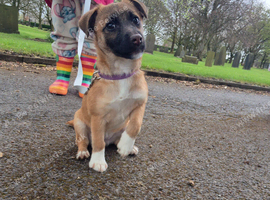 Young female jack russell