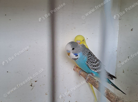 Baby budgies for sale.