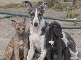 Whippet collie x grey