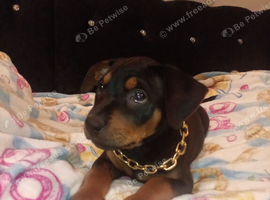 Rare Chinese Red Dog Cross Puppies - Both Parents Seen
