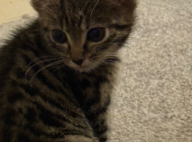 Kittens for sale