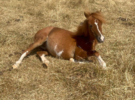 crossfield galaxy welsh C colt