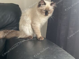 Female ragdoll 8months old