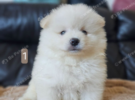 1 pomeranian boy