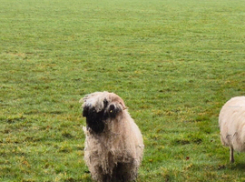 Valais blacknose ram