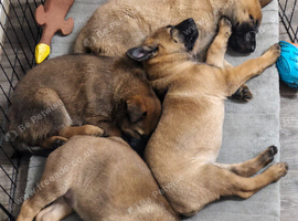 Belgian malinos Belgium shepherd