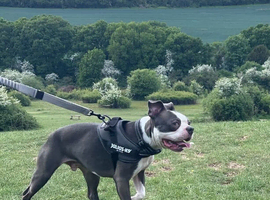 3year old Boston&rsquo;s terrier