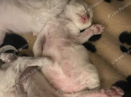 Ragdoll kittens