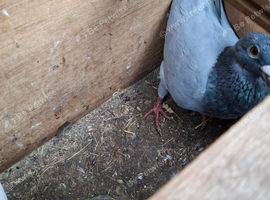 Breeder pair of racing pigeons for sale
