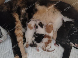Happy and playful kittens