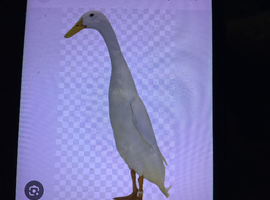 Female runner duck urgently wanted