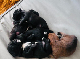 5 Oxcroft border terrier x Shih Tzu puppies