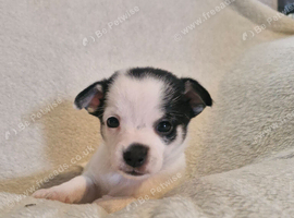 3 stunning pomchi puppies