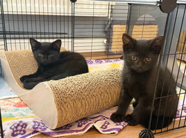 Stunning Black British Shorthair Kittens &ndash; Only 2 Left
