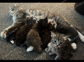 Beautiful Maine coon x British shorthair kittens for sale