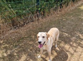 Beautiful male labrador retriever 8 months old on 12th August old