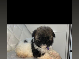 Shihpoo puppies