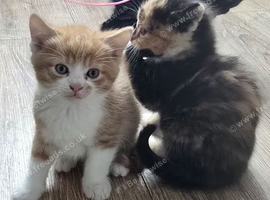 4 Adorable Kittens Looking for Loving Homes ️ in Lasswade, can deliver
