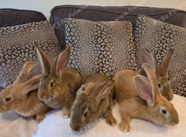 Continental gaiant rabbits ( males )