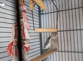 Baby White Faced Cockatiel