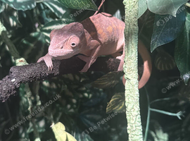 2 female panther chameleons
