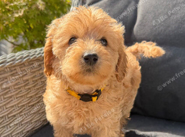 F1Bb miniature labradoodles