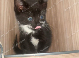 Ready to leave kittens wanting a forever home