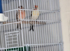 Siberian goldfinch muling pair