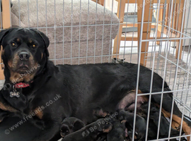 Chunky pups long and short hair available