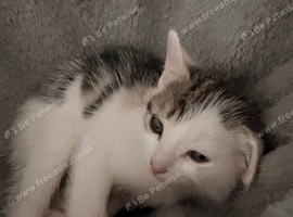 Kittens for sale
