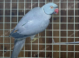 Ring neck parrot