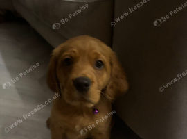 Cockerdor puppies