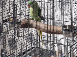 Beautiful baby Alexandrine parrot talking parrot