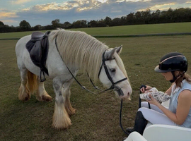 14.1 gelding 5yr old