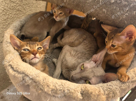 Abyssinian cross kittens looking for their new homes